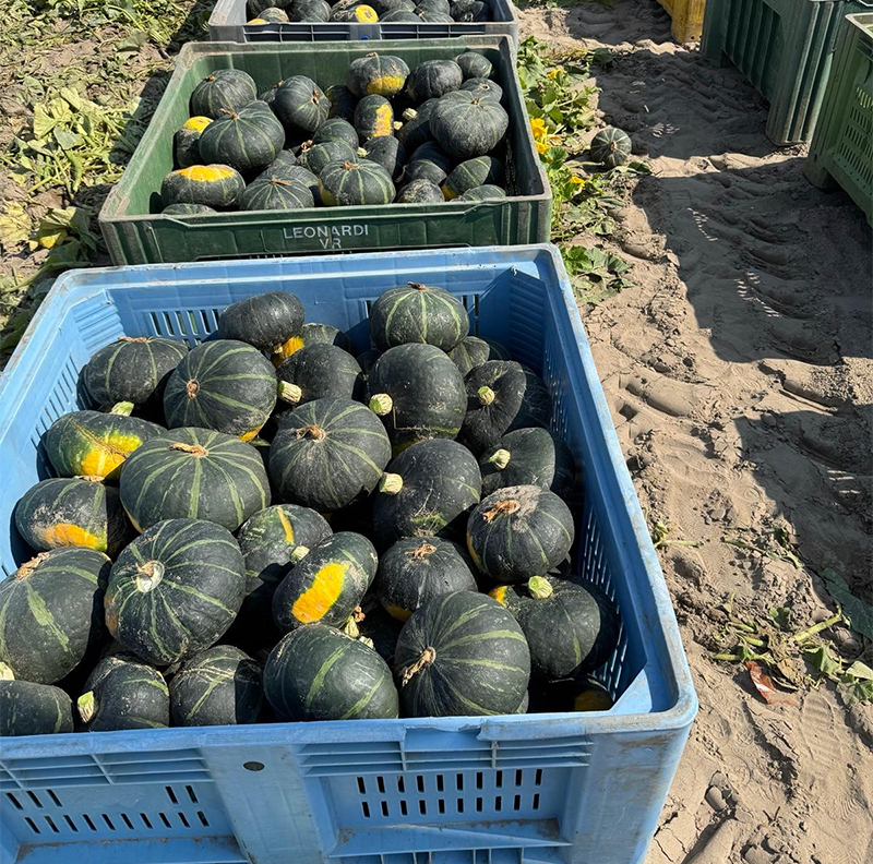 Amamy F1 (KG84) buona produttività